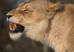 Roaring Adventures: Children's Visit