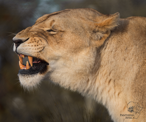 Roaring Adventures: Children's Visit