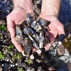 Foraging Experience- Edible Shores Pop-Up Restaurant - Xplorio™ Pringle Bay & Rooi Els