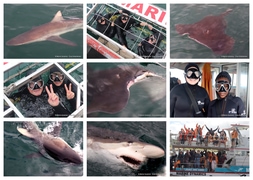 Daily Blog: 19 March 2024 | Shark Cage Diving in South Africa