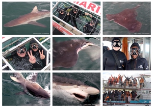 Daily Blog: 19 March 2024 | Shark Cage Diving in South Africa
