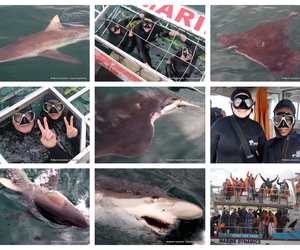 Daily Blog: 19 March 2024 | Shark Cage Diving in South Africa