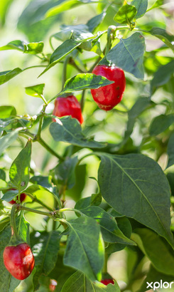 greyton_acommodation_vyeboom_cottage_veggie_garden_1711348276