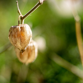 Garden - Vyeboom Cottage - Xplorio™ Greyton / Genadendal