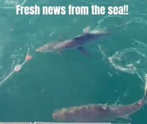 Next Marine Dynamics Shark Cage Diving Trip: 26 March 2024