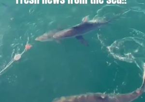 Next Marine Dynamics Shark Cage Diving Trip: 26 March 2024