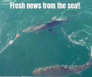 Next Marine Dynamics Shark Cage Diving Trip: 26 March 2024