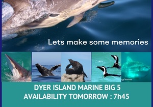 Next Dyer Island Marine Big 5 Tour: 26 March 2024