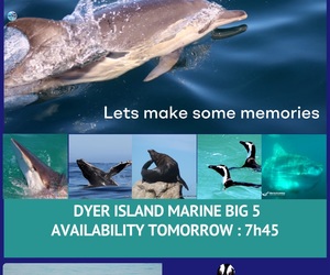 Next Dyer Island Marine Big 5 Tour: 26 March 2024