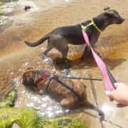 URGENT: Help Needed for Biscuit and Shepherd!