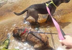 URGENT: Help Needed for Biscuit and Shepherd!