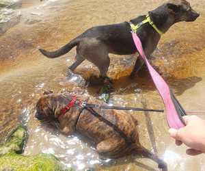 URGENT: Help Needed for Biscuit and Shepherd!