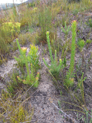 Grootbos Foundation's Impact on Leucadendron Elimense Growth