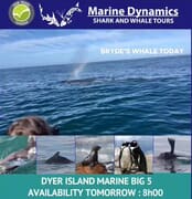 Next Dyer Island Marine Big 5 Tour: 27 March 2024