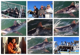 Daily Blog: 25 March 2024 | Shark Cage Diving in South Africa