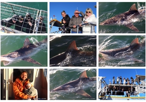 Daily Blog: 25 March 2024 | Shark Cage Diving in South Africa