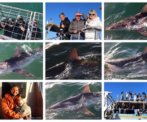 Daily Blog: 25 March 2024 | Shark Cage Diving in South Africa