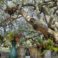 Sugarbush Milkwoods - Lomond Wine Estate - Xplorio™ Gansbaai