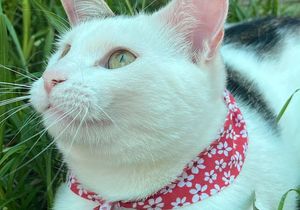 Meet Daisy: Ready for Her Forever Home!