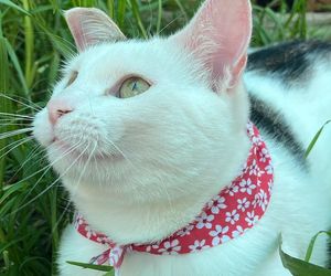 Meet Daisy: Ready for Her Forever Home!