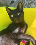 Meet Loki: Your Playful Companion Awaits!