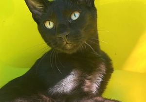 Meet Loki: Your Playful Companion Awaits!