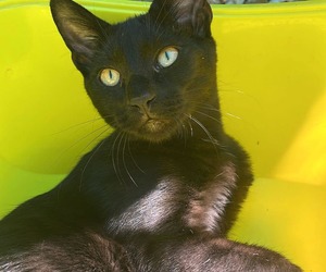 Meet Loki: Your Playful Companion Awaits!