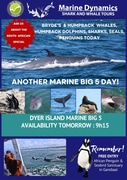 Next Dyer Island Marine Big 5 Tour: 29 March 2024
