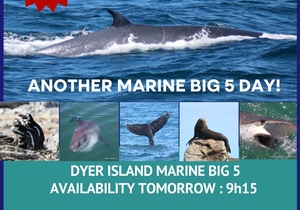 Next Dyer Island Marine Big 5 Tour: 29 March 2024
