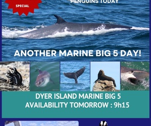 Next Dyer Island Marine Big 5 Tour: 29 March 2024