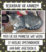 1-Year-Old Male Cat Seeking Forever Home