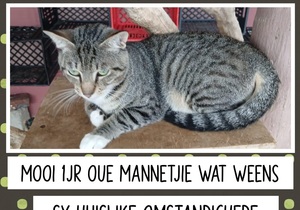 1-Year-Old Male Cat Seeking Forever Home