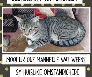 1-Year-Old Male Cat Seeking Forever Home