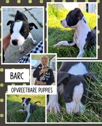 Adoptable Puppies Ready for Loving Homes