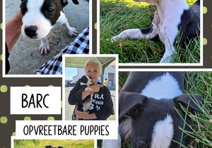 Adoptable Puppies Ready for Loving Homes