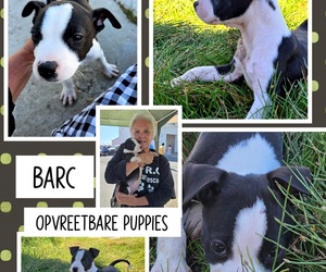 Adoptable Puppies Ready for Loving Homes