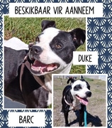 Meet Duke, Lenny, and Bella - Available for Adoption