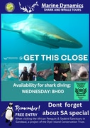 Next Marine Dynamics Shark Cage Diving Trip: 3 April 2024