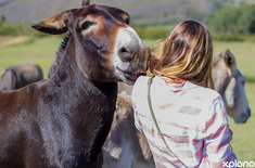 greyton_animal_shelters_ears_donkey_sanctuary_day_tours_1712121533