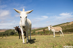 greyton_animal_shelters_ears_donkey_sanctuary_injured_donkeys_1712121592