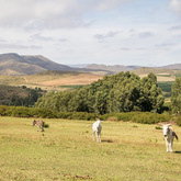 Donkey Rescue - EARS Donkey Sanctuary - Xplorio™ Greyton / Genadendal