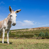 Donkey Rescue - EARS Donkey Sanctuary - Xplorio™ Greyton / Genadendal