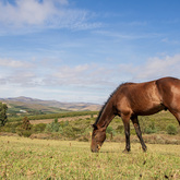 Happy Place for Horses - EARS Donkey Sanctuary - Xplorio™ Greyton / Genadendal