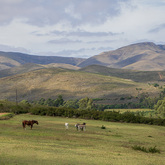 Field - EARS Donkey Sanctuary - Xplorio™ Greyton / Genadendal