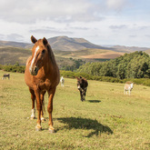 Volunteer Programme - EARS Donkey Sanctuary - Xplorio™ Greyton / Genadendal