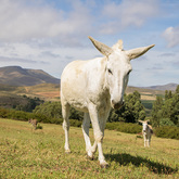 Donkey Fostering - EARS Donkey Sanctuary - Xplorio™ Greyton / Genadendal