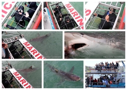Daily Blog: 02 April 2024 | Shark Cage Diving in South Africa