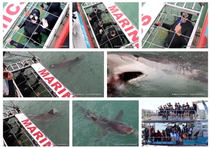 Daily Blog: 02 April 2024 | Shark Cage Diving in South Africa