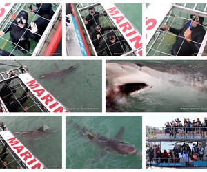 Daily Blog: 02 April 2024 | Shark Cage Diving in South Africa
