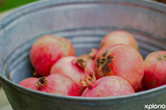 stanford_places_to_eat_the_zesty_lemon_restaurant_fresh_fruit_stall_1712212025